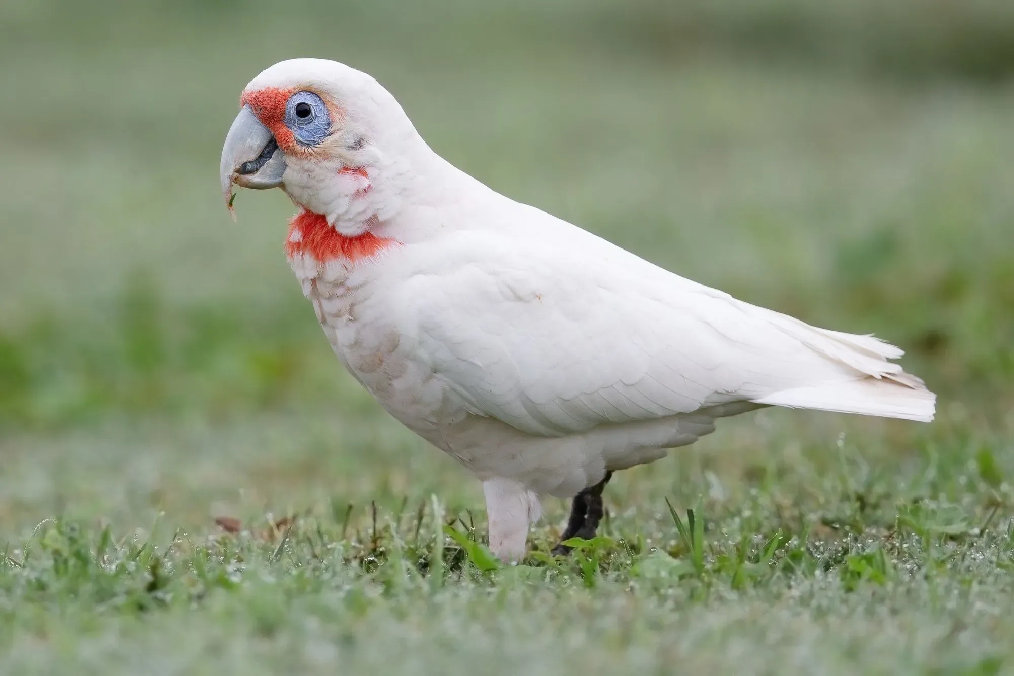 Slender-billed cockatoo has reddish-pink feathers on its breast and belly.