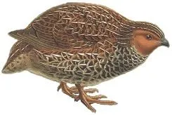 New Zealand quails had buff and cream markings on the upper parts of their wings.