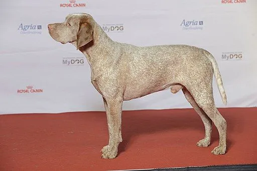The Braque du Bourbonnais breed generally has brown or fawn ticking.