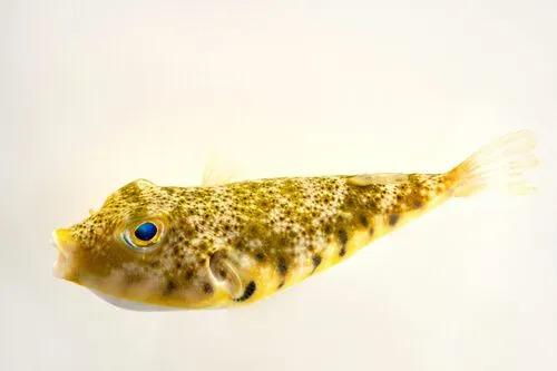 One of the interesting northern puffer facts is that it is not poisonous like other pufferfish.