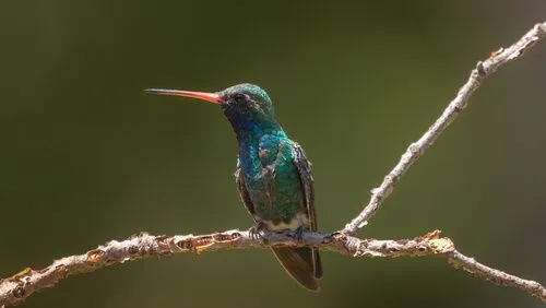 Broad-billed hummingbird facts for kids act as a very informative bird guide.