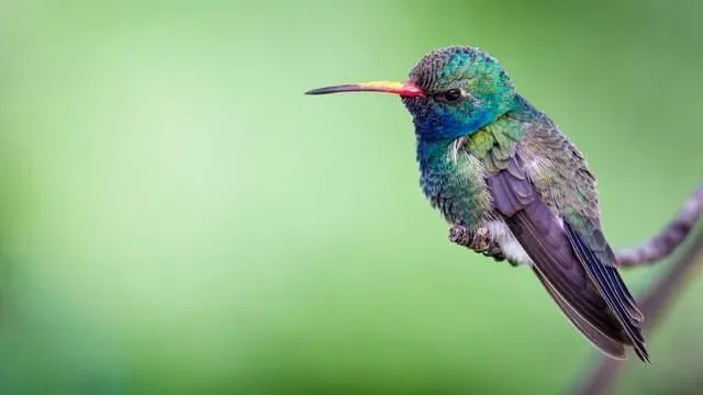 In households, broad-billed hummingbirds are fed with sugar water.