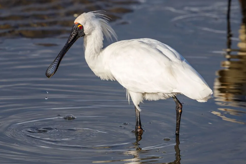 Fun Royal Spoonbill Facts For Kids