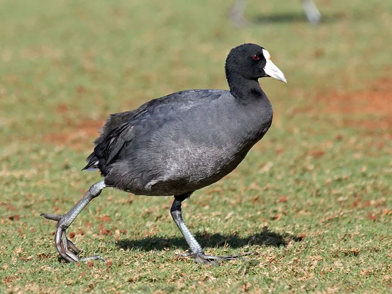 A Hawaiian coot bird has a dark slate gray body, white bill, and has conspicuous white under tail feathers.