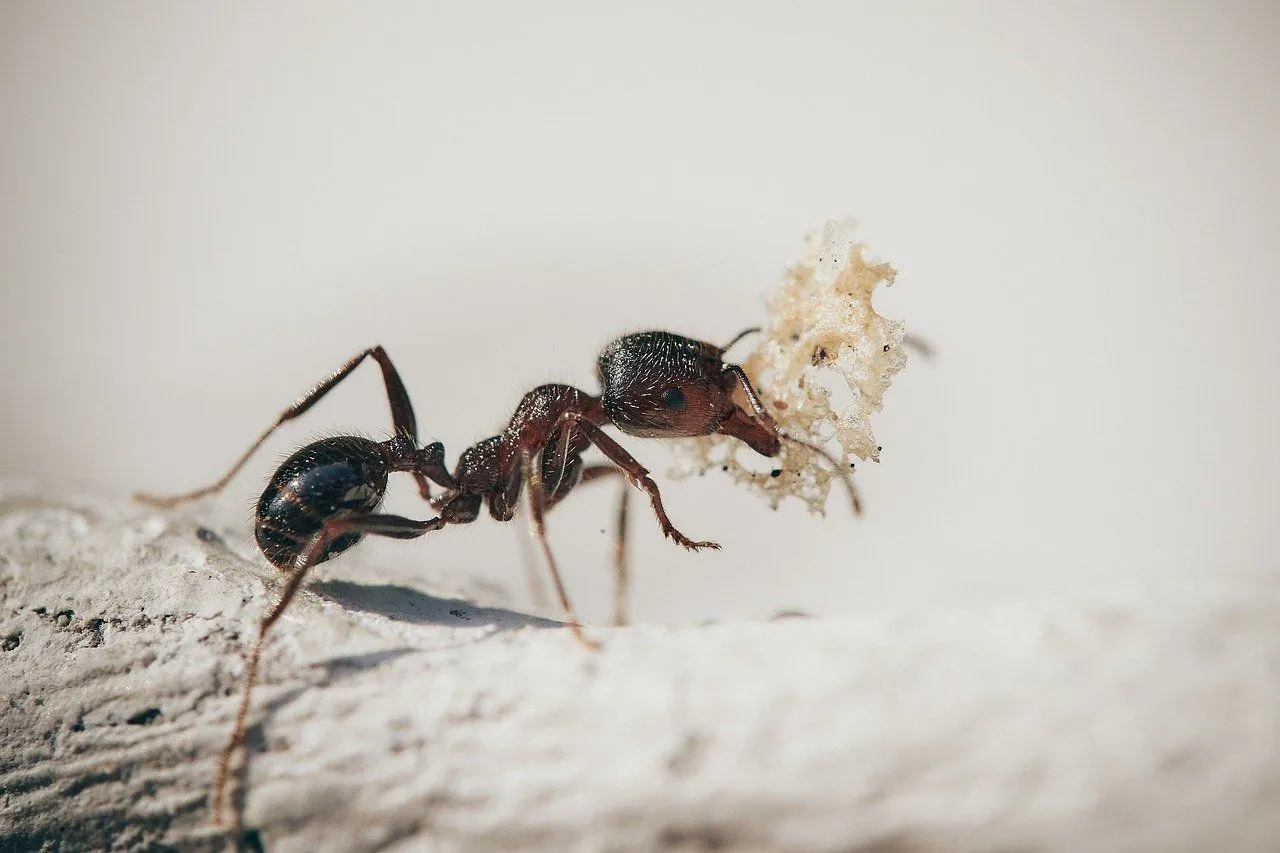 Worker ants are extremely hardworking insects.
