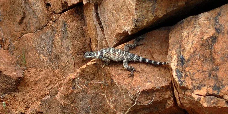 These crevice spiny lizard facts will make you love them.