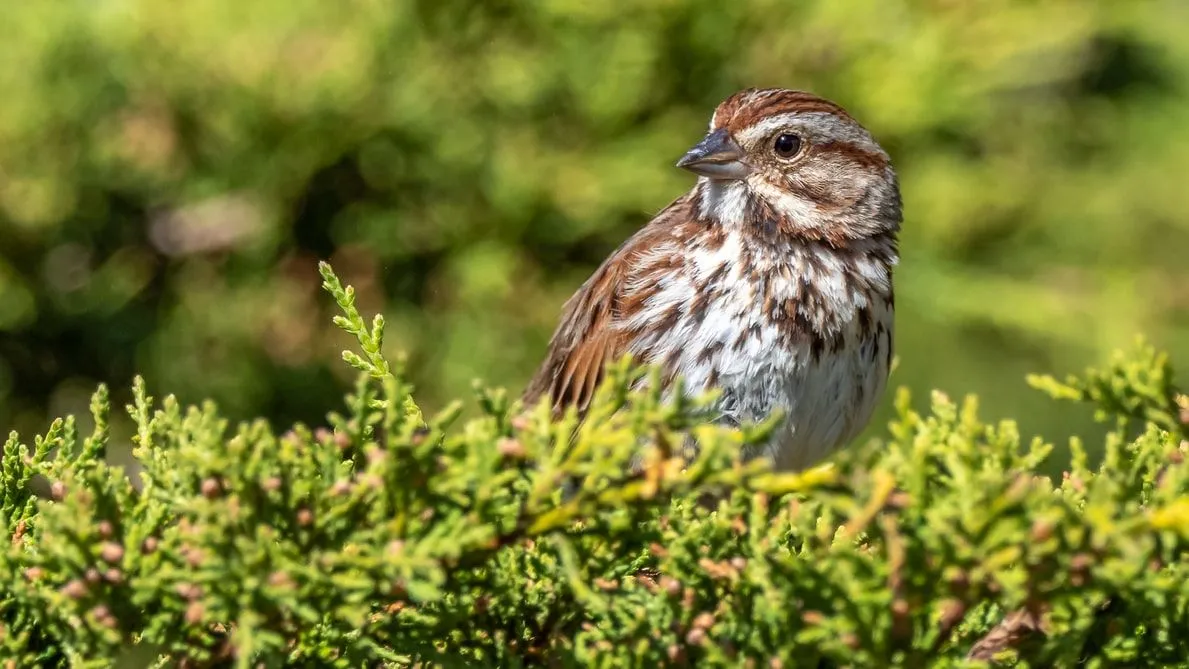 19 Amaze Wing Facts About The Song Sparrow For Kids