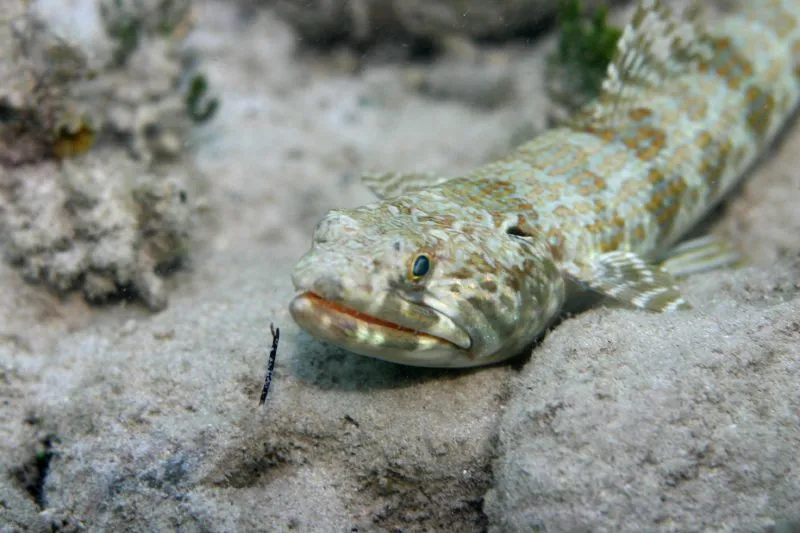 Read on for some interesting facts about a lizardfish