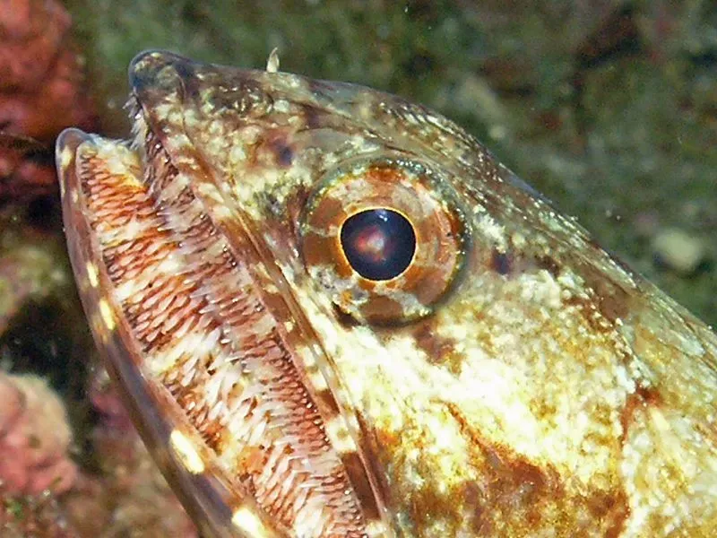 Read on for some more interesting lizardfish facts