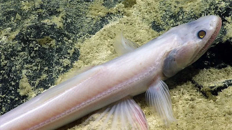 deep sea lizardfish