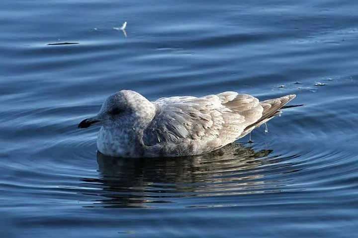 These rare Thayer's gull facts would you love them