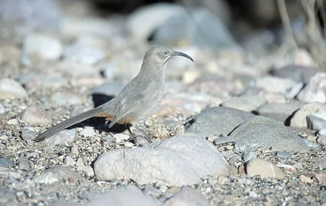 These thrashers are dark grayish brown all over with a long, down-curved bill.