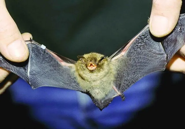 These rare Indiana bat facts will make you love them.