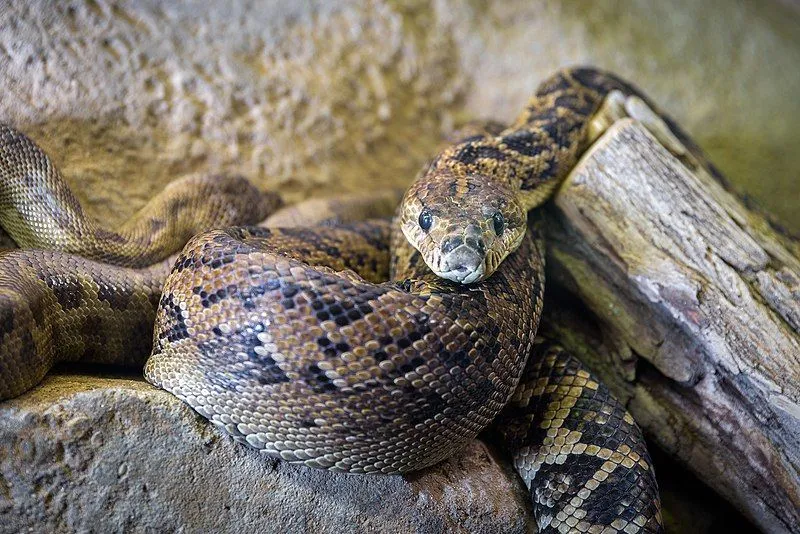 A Cuban boa has a deep brown or black with yellowish body coloration.