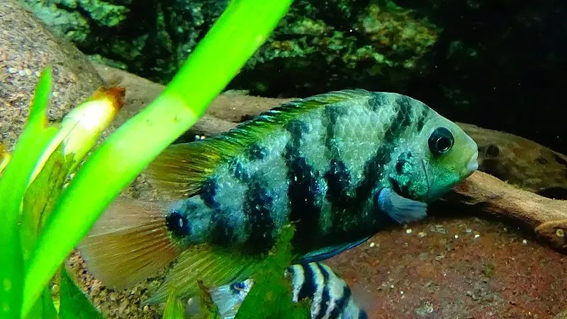 Cutteri cichlids have a blue and gray body coloration.