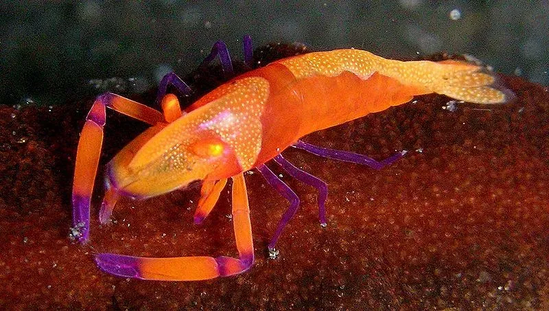 Take a minute to appreciate the beautiful fiery orange color of the emperor shrimp.