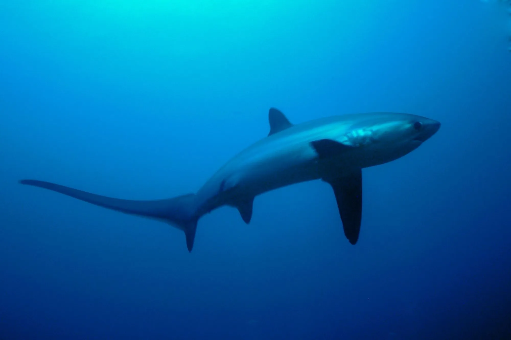 Fun common thresher shark facts for kids.