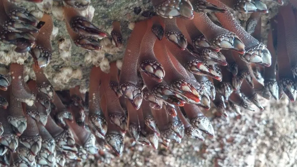 Fun Goose Barnacle Facts For Kids