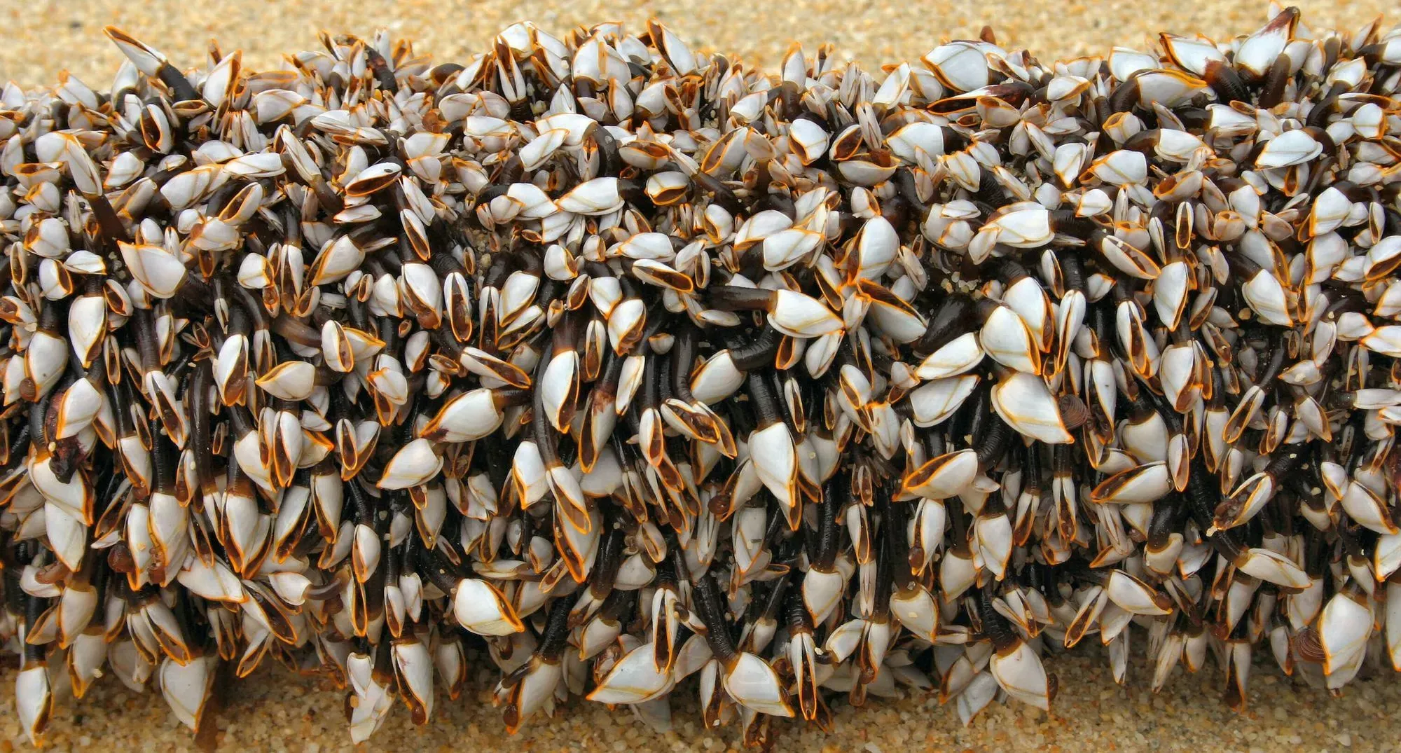 Goose barnacle, the crustacean that feeds through the feet.