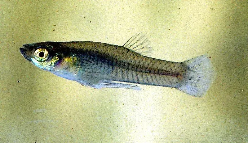 Mosquitofish is a small species of fish that is dark gray or brown and feeds on mosquito larvae.