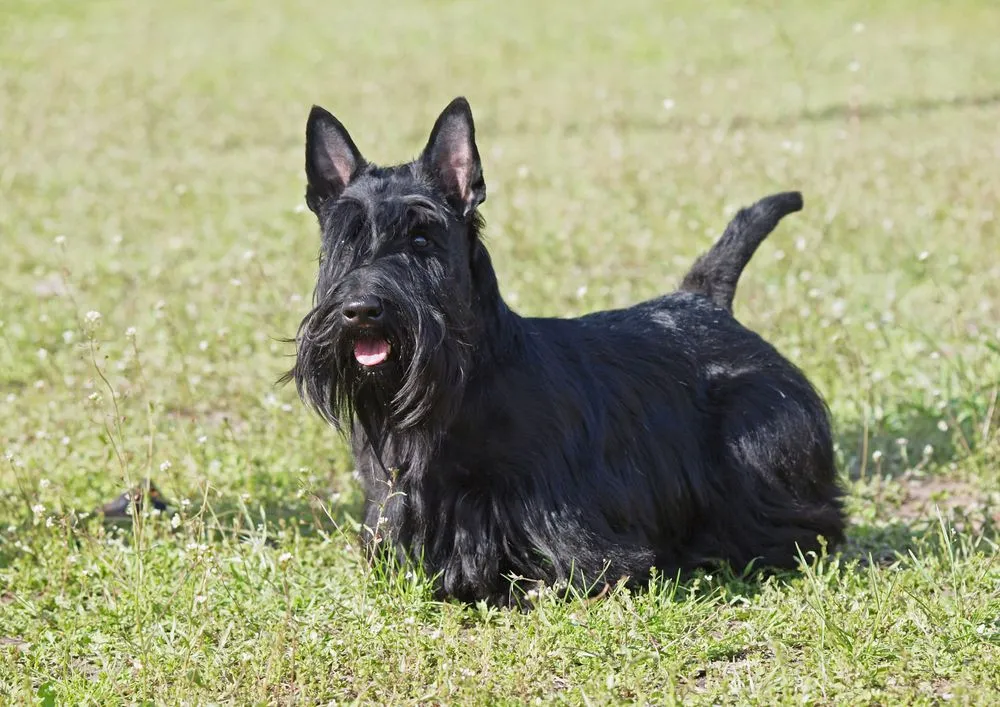 Scottish Terrier facts such as they are also known as Aberdeen Terriers are interesting.