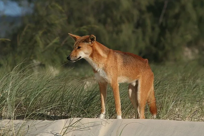 tilbehør Reskyd ordningen Dingoes: 21 Facts You Won't Believe!