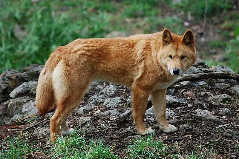 Dingoes: 21 Facts Won't Believe!