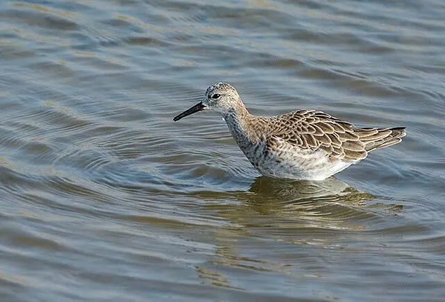 The breeding plumage of curlew sandpiper is different from the non-breeding plumage.