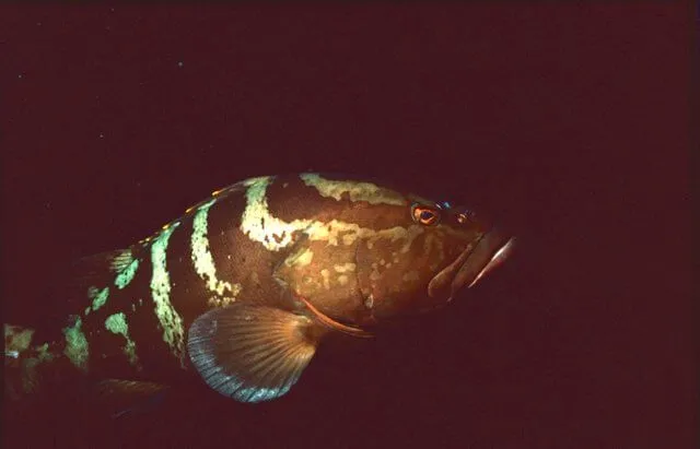 Groupers can live in places with low oxygen levels as well.
