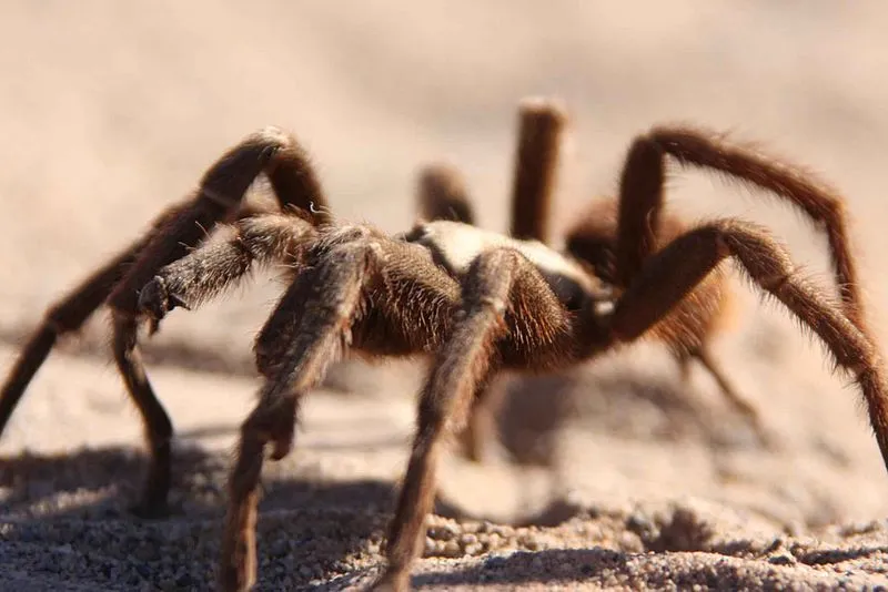 Desert tarantula facts such as, in the Sonoran Desert, the body of a desert tarantula can measure up to 4 in (10.16 cm), are interesting.