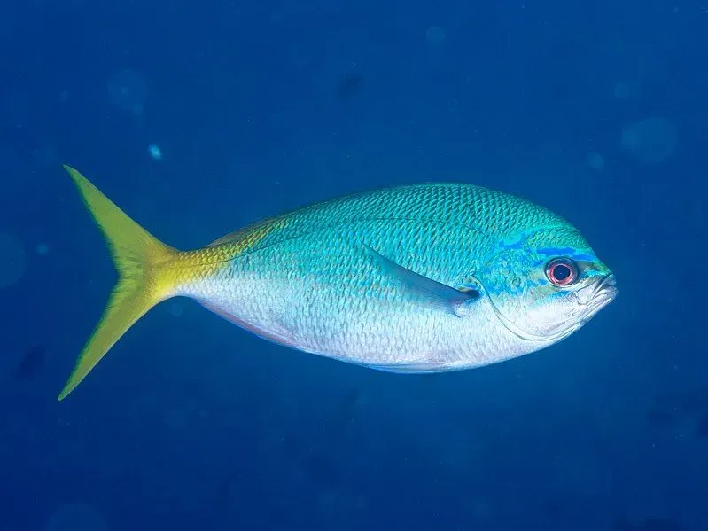 Yellowtail fusiliers are known as banana fish for their yellow and red-colored bodies.