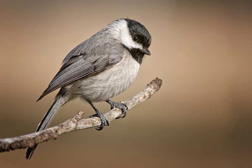 Carolina chickadee facts like they are frequent backyard visitors are interesting