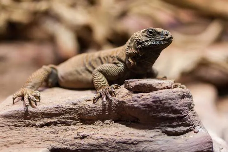 Chuckwallas are large lizards found in the North American desert