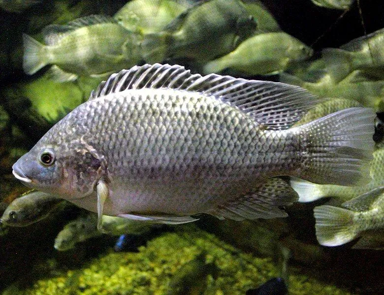 Kids would love to read Mozambique tilapia facts.