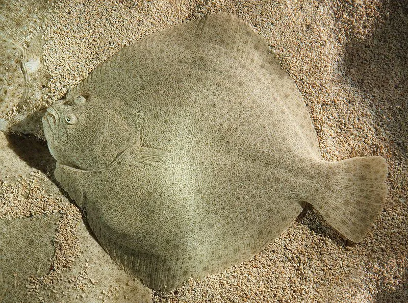 Yellowtail flounder is a flatfish with irregular rusty red spots, tiny tail and elongated pectoral fin rays.