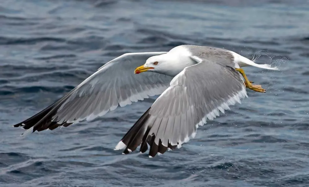 17 Amaze-wing Facts About The Seagull For Kids