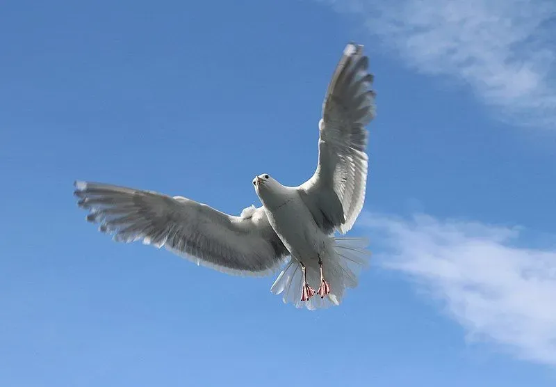 Seagulls are primarily scavengers in nature.