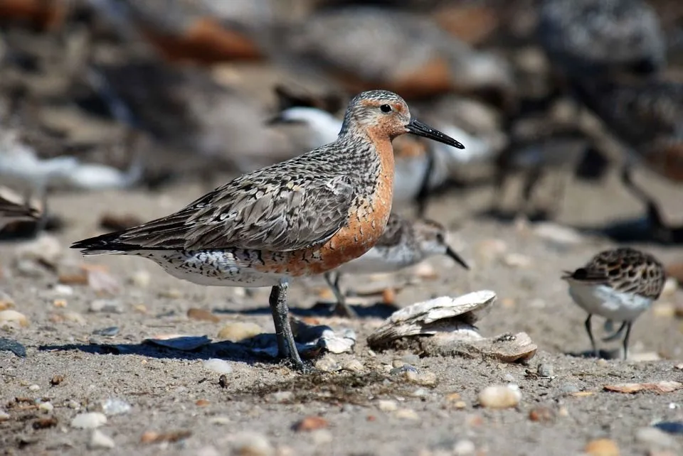 Red knots can quickly double their body weight to prepare for a long-distance flight.