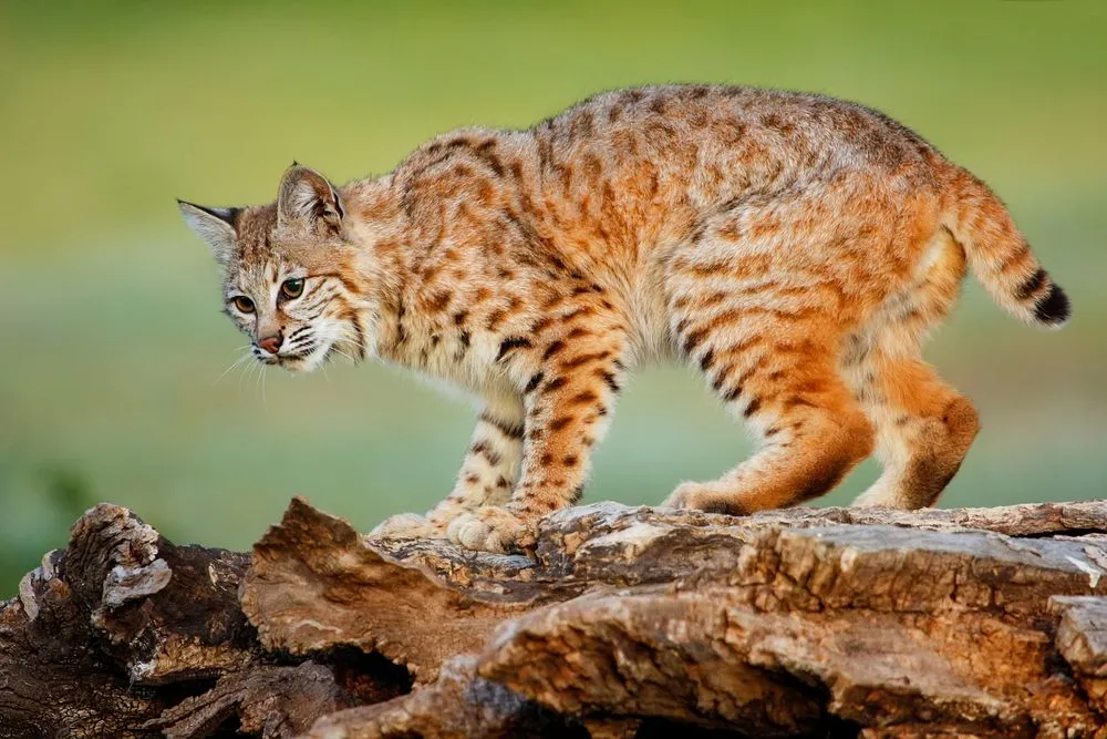 Fun Lynx And Bobcats Facts For Kids