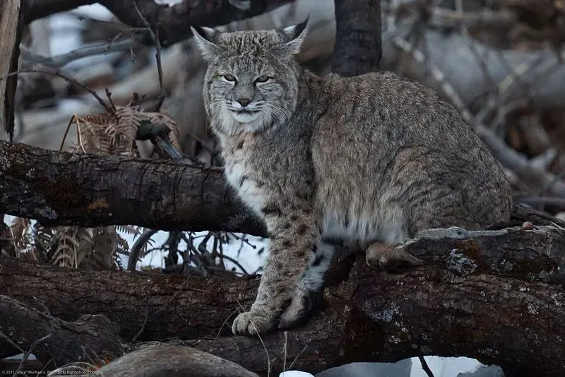 Bobcats are named so because of their short tail and long legs.