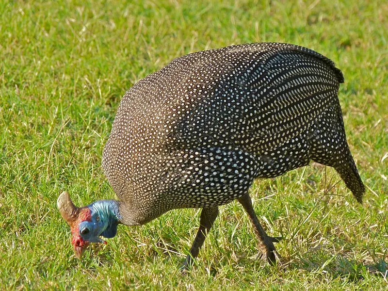 Guinea fowl is a native of Africa and has a distinct crest on the head and white spots all over the body.
