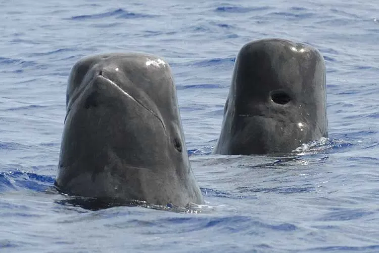 Fun Short-finned Pilot Whale Facts For Kids