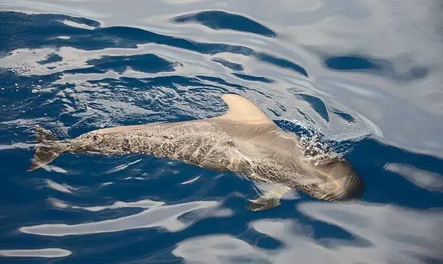 Short-finned pilot whale facts are all about deep-sea diving mammals.