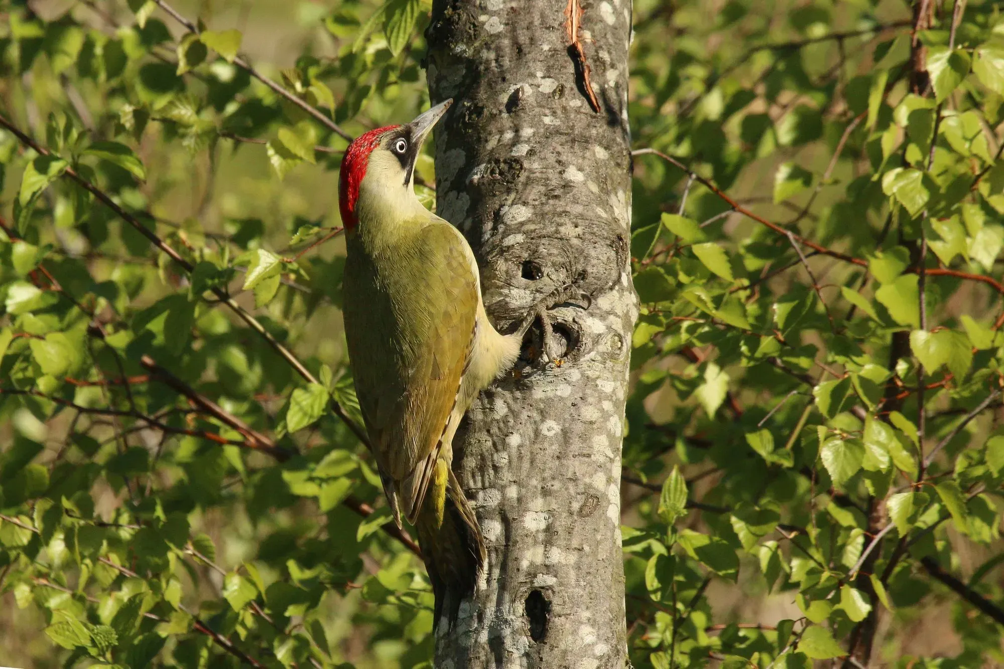 The plumage and bill of this woodpecker are some of its identifying features.