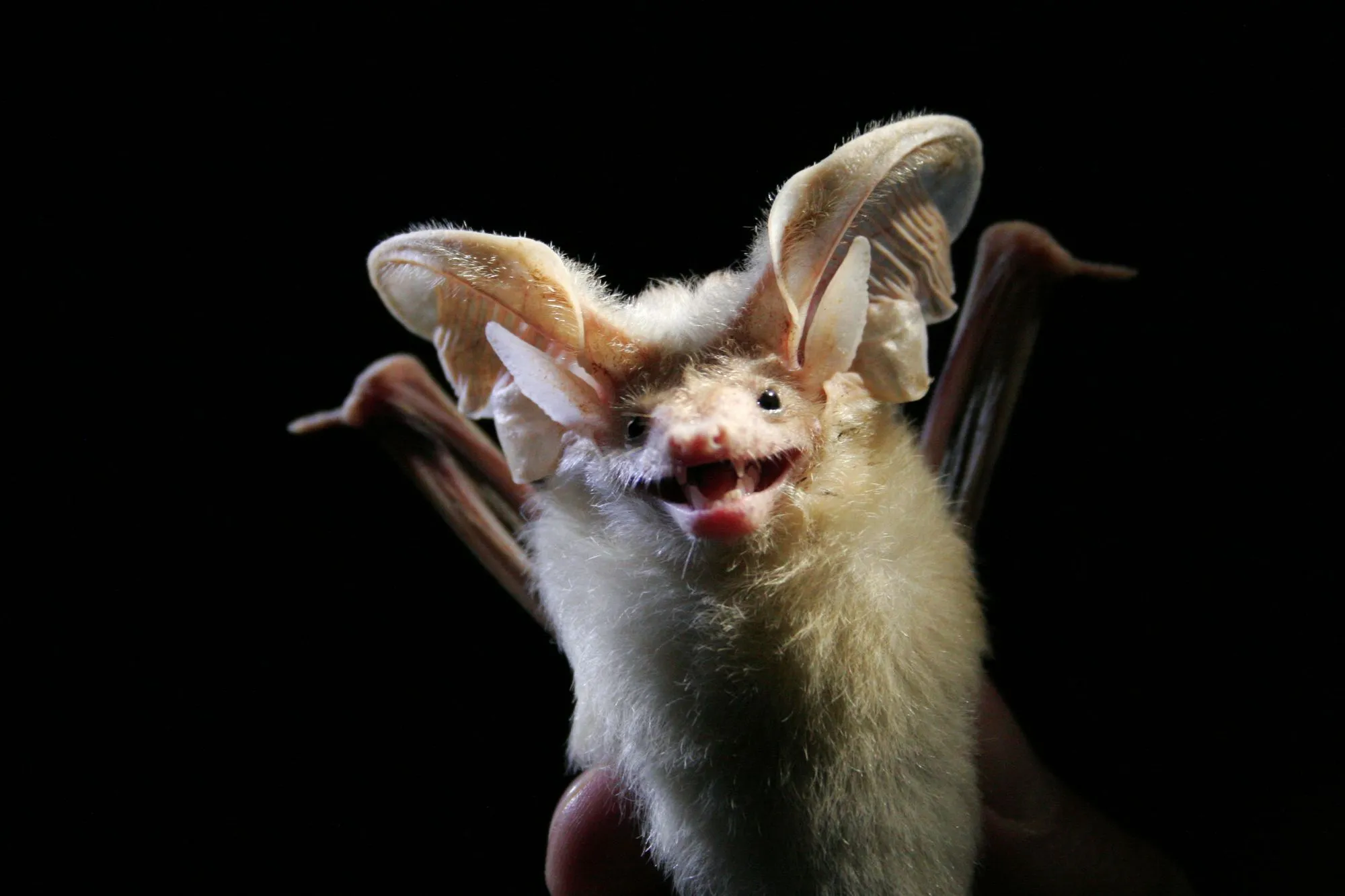 These desert bats have a low band of skin connecting their two large ears across the forehead.