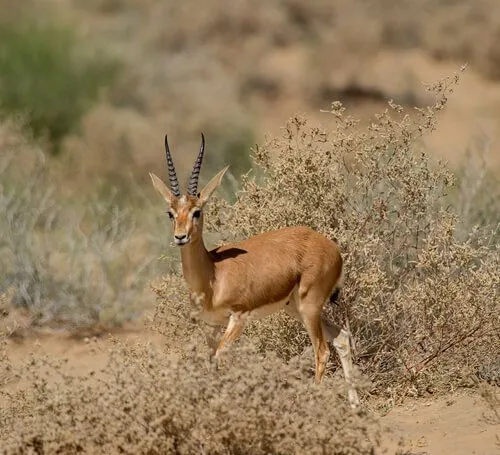 Goitered gazelle facts are all about a unique antelope of the Bovidae family.