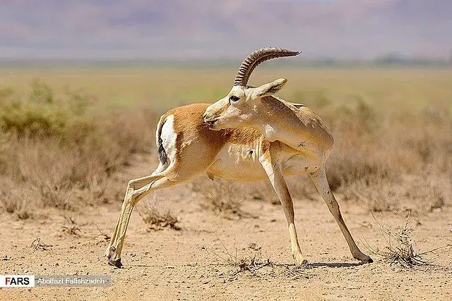 The neck and throat of the males of goitered gazelles become enlarged during the mating season.