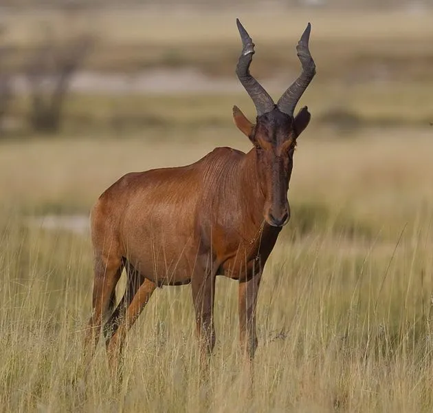 Hartebeest facts are great for lovers of this large chocolate brown or reddish brown antelope