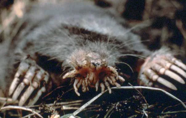 The dark brown colored mole has a unique star-shaped nose to detect its environment.