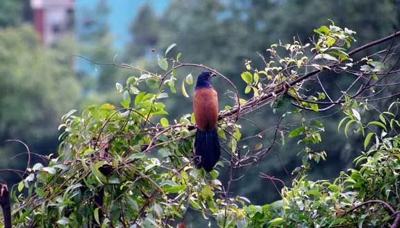 Greater coucal has black and brown wings with a black colored long tail.